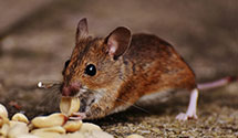 24 Hour & Emergency Exterminators in Manton, MI